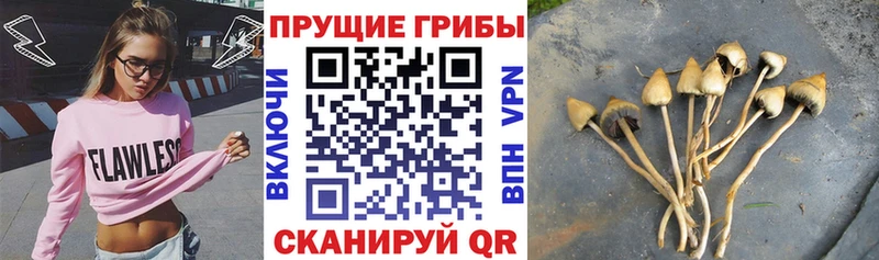 Псилоцибиновые грибы Psilocybe Балтийск